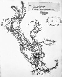 Usnea angulata image